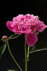 Pfingstrose, Paeonia