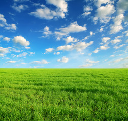 Summer field and cloudy sky