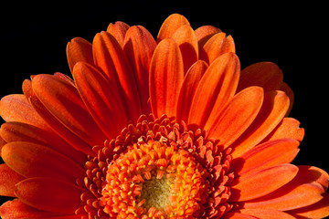 Gerbera flower closeup