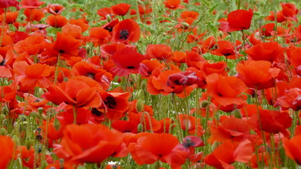 champs de coquelicots 100509281
