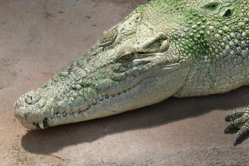 Krokodil