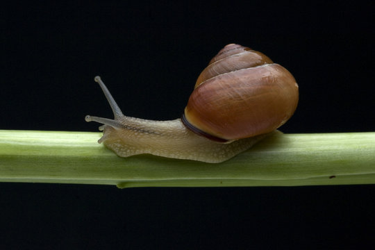 Schnirkelschnecke,