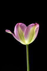 Tulpenbluete; Mehrfarbig