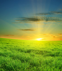 Sunset over green summer field