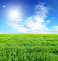 Fototapeta premium Summer field