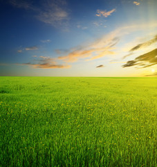 Green summer field and beauty sunset