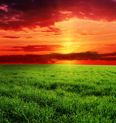 Green summer field and beauty sunset