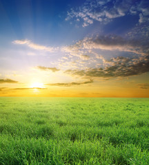 Green summer field and beauty sunset