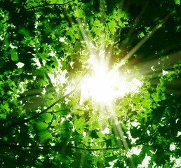 Sun rays through the green leaves of the forest