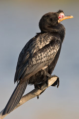 Reed Cormorant