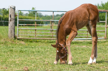 Obraz premium Little foal eating grass