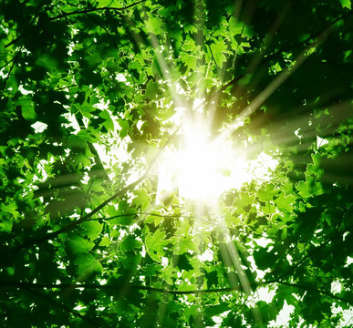 Fototapeta Sun rays through the green leaves of the forest