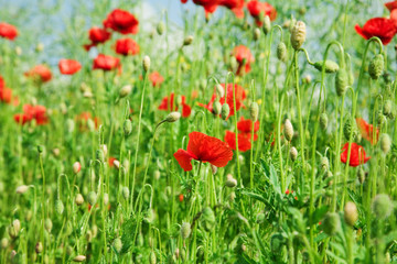 Red poppies