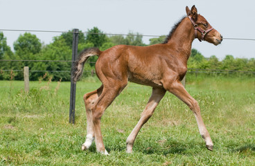 Fototapeta premium Proud foal