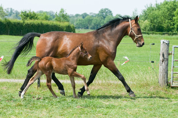 Mare and foal running
