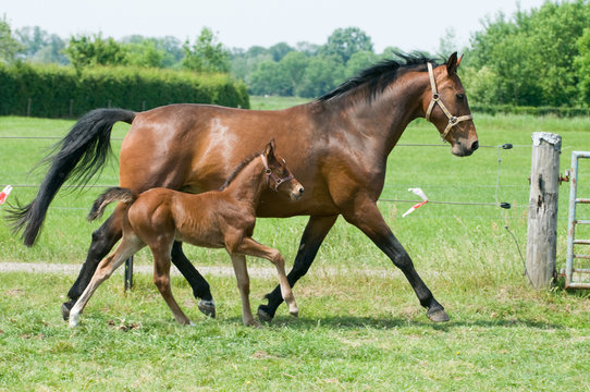 Mare And Foal Running