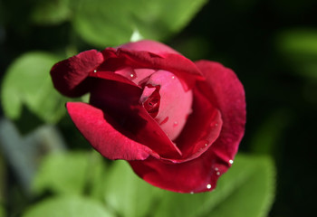 Fototapeta premium Rosenknospe