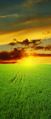 Sunset over the field with green grass
