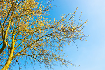 Spring tree in front of the blue sky