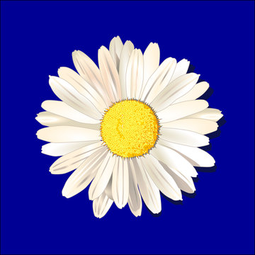 g&auml;nseblume
