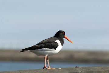 Danish Oystercatcher