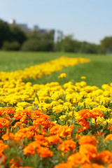 Obraz premium flower