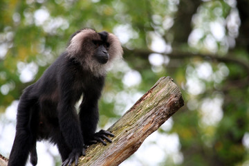 Monkey on branch