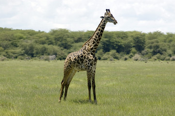 Naklejka na ściany i meble Giraffe in the grass