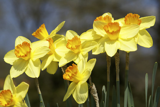 Osterglocken, Narcissus pseudonarcissus, Amaryllidaceae