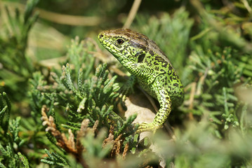 Zauneidechse, Lagerta agilis, Lacertidae