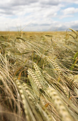 Fototapeta premium Getreidefeld