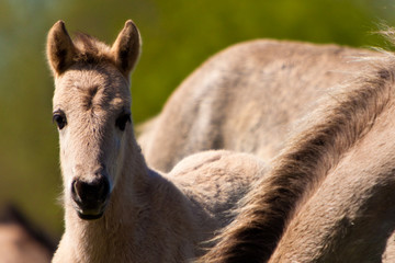 Konik horse foal © pwollinga