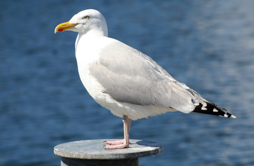 Seagull