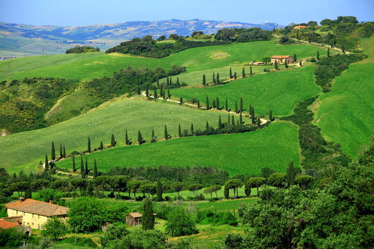 Zypressenallee, La Foce, Val d Orcia, Toskana, Italien