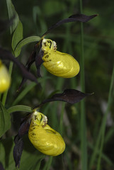Frauenschuh, Cypripedium calceolus, Orchidaceae