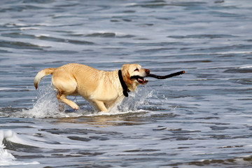 labrador en train de jouer dans l'eau