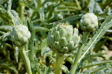 field of artichokes, Brittany, France
