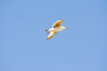 Fliegende Möwen im Himmel