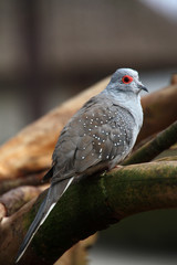 Diamanttäubchen