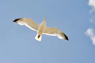 Wilde Vögel im Himmel