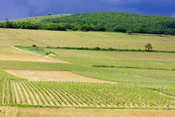 Fototapeta na wymiar winnice w regionie w pobliżu Wybrzeża Mâconnais IgE, Burgundii, Francja