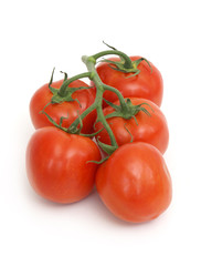 Tomato Vine