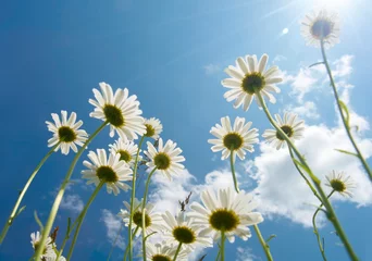 Crédence de cuisine en verre imprimé Marguerites White daisies on blue sky background