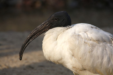 Ibis