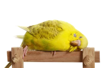 Foto op Canvas Yellow budgerigar on a branch © VitCOM