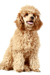 Small apricot poodle (5 month)