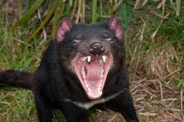 Tasmanischer Teufel 1