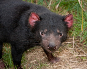 Tasmanischer Teufel 6