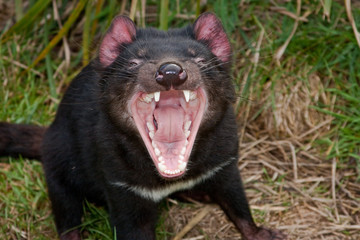 Tasmanischer Teufel 8