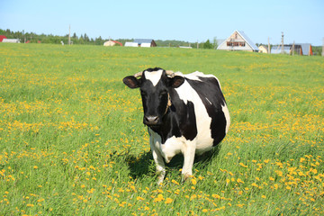 Cow